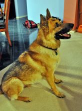 Semper, a black and tan german shepherd