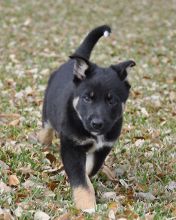 Shawna, a black and tan puppy