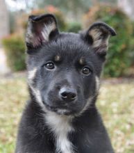 Shawna, a black and tan puppy