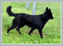 Sheeba, a black german shepherd