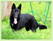 Sheeba, a black german shepherd