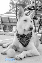 Shelby, a white german shepherd