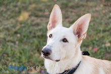 Shelby, a white german shepherd