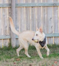 Shelby, a white german shepherd