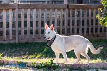 Shelby, a white german shepherd