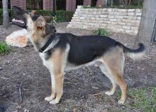 Shiner, a black and tan german shepherd