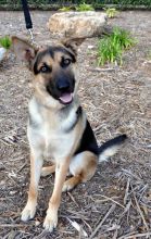 Shiner, a black and tan german shepherd