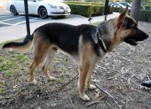 Shiner, a black and tan german shepherd