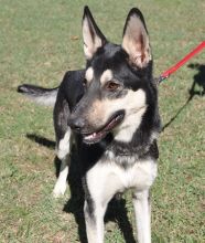 Sidni, a black and cream german shepherd