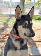 Sidni, a black and tan german shepherd