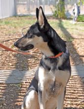 Sidni, a black and tan german shepherd