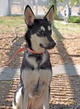 Sidni, a black and tan german shepherd