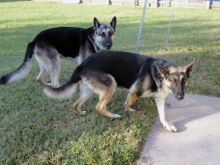 Sitka, a black and tan german shepherd