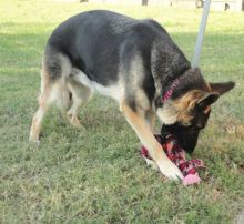 Sitka, a black and tan german shepherd