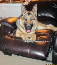 Skigh, a black and tan german shepherd