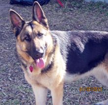 Skigh, a black and tan german shepherd