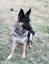 Spencer, a black and silver german shepherd