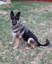 Spencer, a black and silver german shepherd