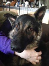 Stark, a black and tan german shepherd