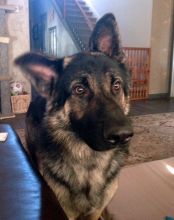 Stark, a black and tan german shepherd