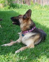 Star, a black and tan german shepherd