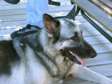 Starr, a black and tan german shepherd