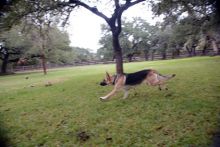 Stryker, a black and tan german shepherd