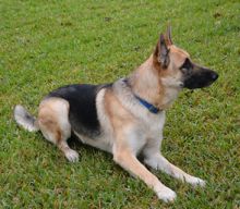 Stryker, a black and tan german shepherd