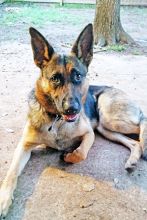 Suzie, a black and tan german shepherd 