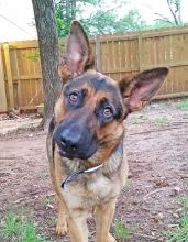 Suzie, a black and tan german shepherd with a tilted head