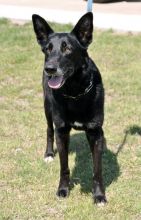 Suzy, a black german shepherd