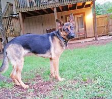 Suzie, a black and tan german shepherd 