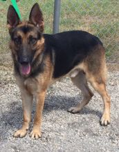 Tanner, a black and tan shepherd