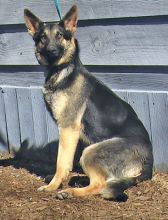 Tasha, a black and tan shepherd