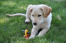 Tatum, a tan german shepherd mix puppy