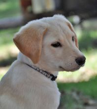 Tatum, a tan german shepherd mix puppy