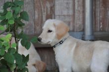 Tatum, a tan german shepherd mix puppy