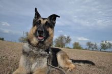 Tessa, a black and tan shepherd