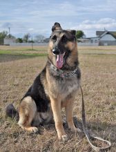 Tessa, a black and tan shepherd