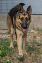 Thor, a black and tan shepherd running