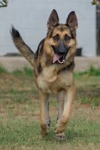 Thor, a black and tan shepherd running