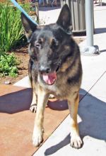 Thor, a sable german shepherd