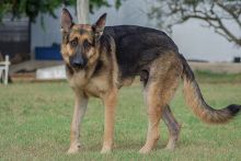 Thor, a black and tan shepherd