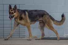 Thor, a black and tan shepherd