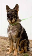 Tobey, a sable german shepherd