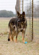 Tobey, a sable german shepherd