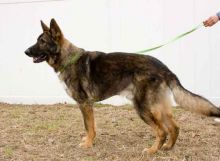 Tobey, a sable german shepherd