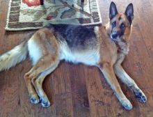 Tobias, a black and tan german shepherd