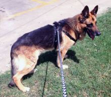 Tobias, a black and tan german shepherd