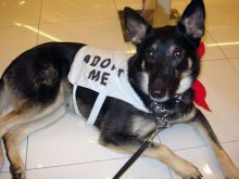 Trigger, a black and tan shepherd with an adopt me vest